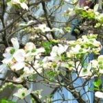 春から初夏にかけて花をつけるハナミズキですが、秋も紅葉した葉や真っ赤な実で私たちを楽しませてくれます。来年ハナミズキの花付きをよくするためにはどうすればいいのでしょうか？咲かない原因や花つきをよくするためにする剪定方法などのポイントをご紹介します。