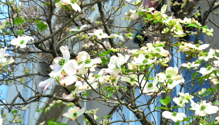 春から初夏にかけて花をつけるハナミズキですが、秋も紅葉した葉や真っ赤な実で私たちを楽しませてくれます。来年ハナミズキの花付きをよくするためにはどうすればいいのでしょうか？咲かない原因や花つきをよくするためにする剪定方法などのポイントをご紹介します。