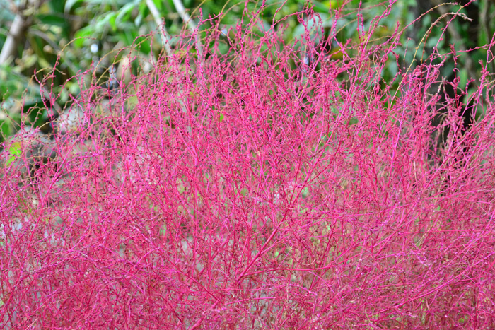 コキアは、ふんわりとした球状のユニークな姿がかわいらしく、夏の緑から秋になると赤く紅葉する人気の一年草です。  最近は秋の花の名所として、コキアを一面に植えた植物園が全国に何か所もあります。ちょっと動物みたいなまん丸なコキアが地面一面赤く色づく光景は圧巻です。