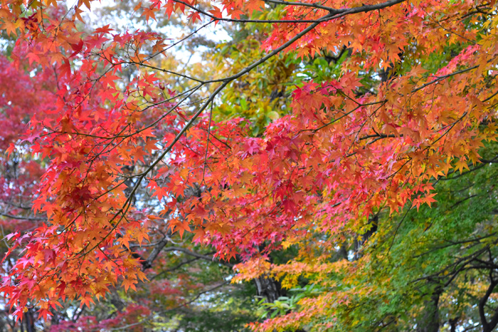 その中でも日本の紅葉が美しいと言われるのは葉の色彩が鮮やかだからなんです。欧米での紅葉と言えば、黄色の単色だそう。それに比べ日本は、赤や黄色、オレンジ色があり、常緑樹などの緑色も混ざって多彩で美しい紅葉がみられるのです。落ち葉でも絵になるのはこのためなんですね。