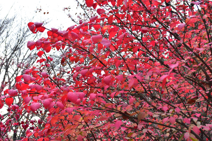 日本の紅葉の色の秘密は、落葉広葉樹の種類にあります。欧米では約13種類あるそうですが、日本はなんと26種類。  種類が多いことに加え、紅葉はその年の気候や葉の水分量によっても葉の色が変わります。同じ木でも、その年によって違う色合いになり、毎年同じ色あいにならないことも、人々を引き付ける魅力のひとつです。