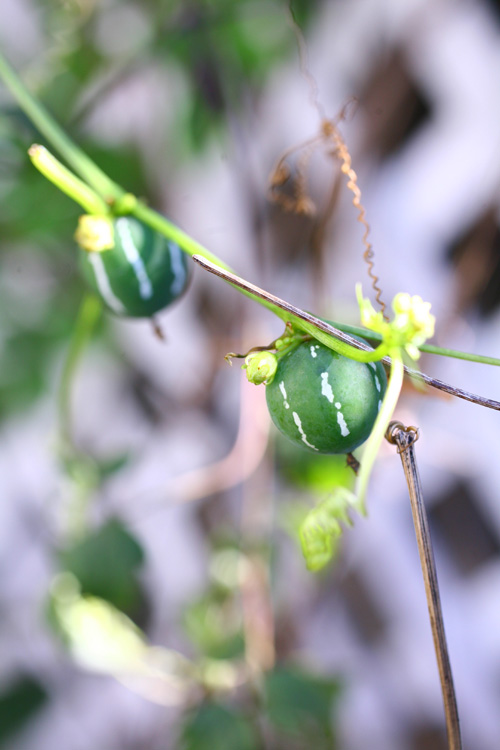 自然からの贈り物 秋の実がかわいい花木と草花15選 Lovegreen ラブグリーン