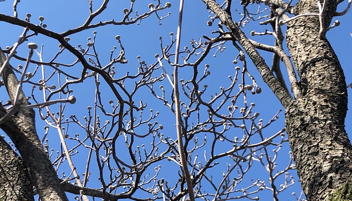 冬の間ハナミズキは葉を落とし、春に向かって準備をします。葉が落ちたからと言って枯れているわけではありません。落葉して丸坊主になったハナミズキは春や夏に比べると寂しいですが、枝はきれいな曲線を描いて空に向かって伸びているため、枝と幹だけになっても絵になる木なのです！