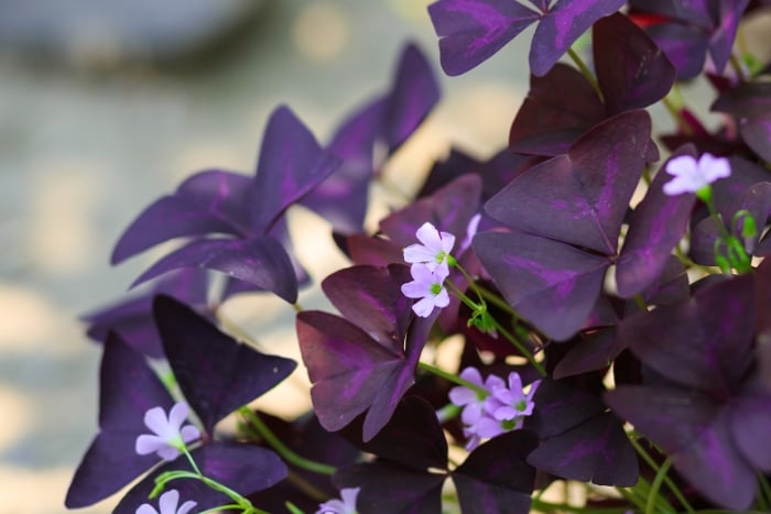 canvaOxalis triangularis