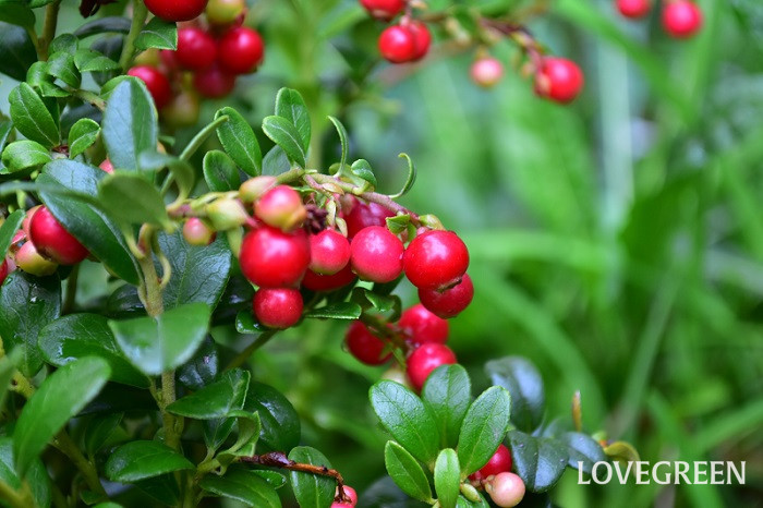 コケモモ リンゴンベリー の花言葉 種類 特徴 色別の花言葉 Lovegreen ラブグリーン