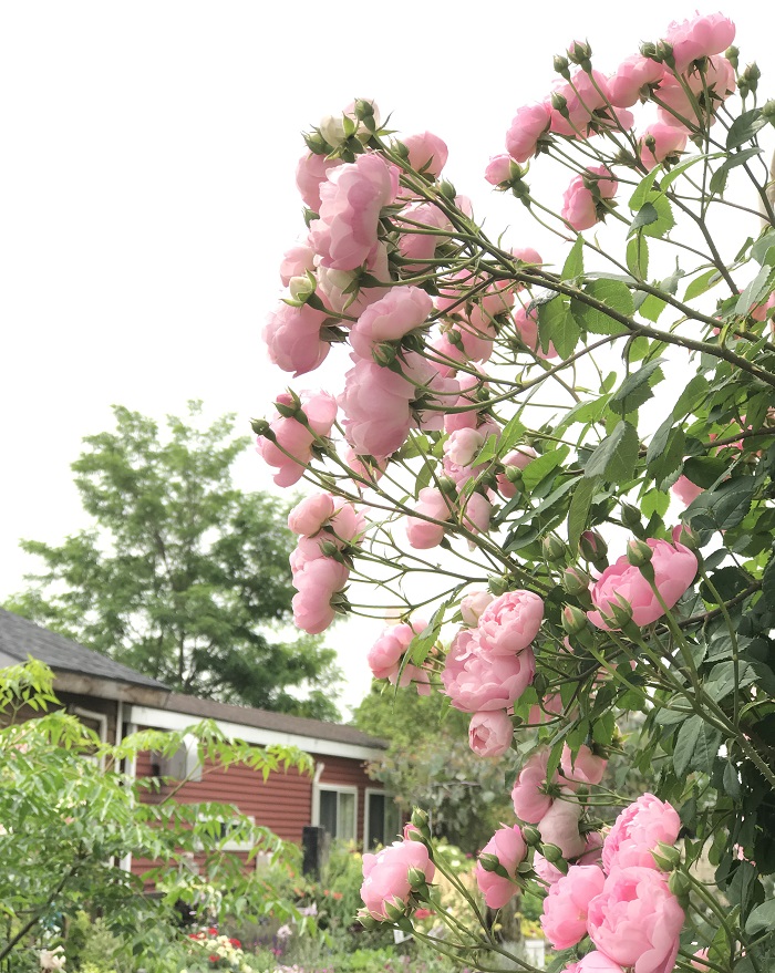 この写真はローブリッター（一季咲）です。ピンクのコロンとした花姿がキュートで大好きです。  間室さんが「ガーデンセンターさにべる」で実際に育てているバラのお写真をお借りしました。