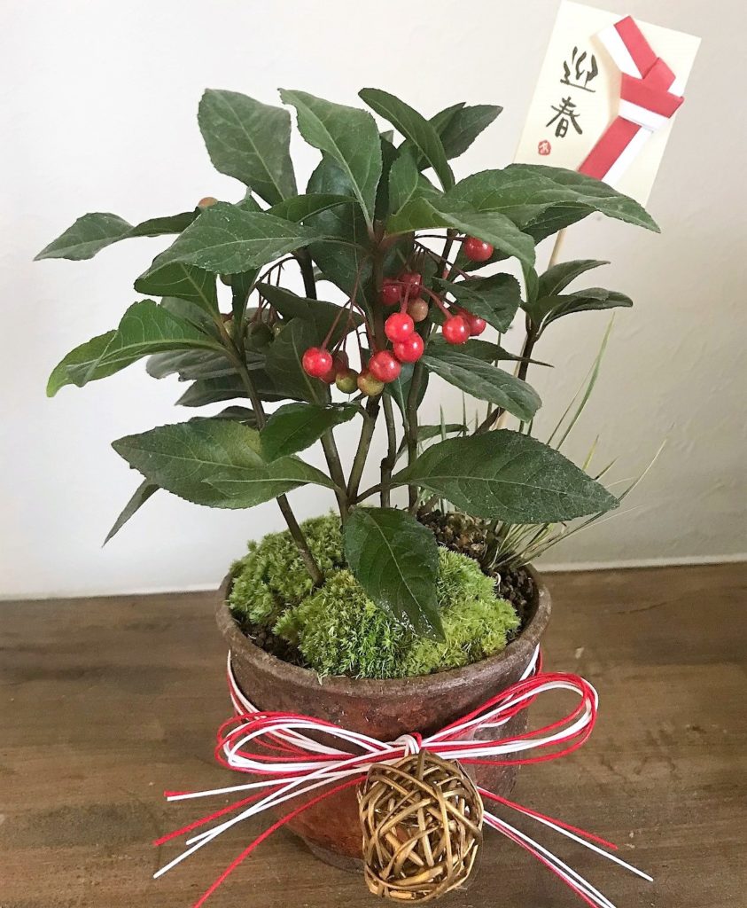 お正月飾りにもできる ヤブコウジの ミニ盆栽 イベント Lovegreen ラブグリーン