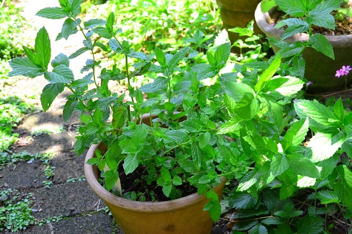 ハーブの中で最もポピュラーな品種です。性質は大変強健で、地植えにすると雑草のごとく繁茂します。ミントはたくさんの種類があり、それぞれ香りも違いますが、育て方には大差はありません。  ミントは寒さに大変強く、関東以南の地域では防寒対策はほとんど必要ありません。暖かい地方の寒さなら、特に防寒せず越冬できます。ミントは降雪する地域では地上部が枯れますが、根は生きていて春になるとまた芽を出します。寒い地方は、霜や寒風対策が必要です。軒下など、風を防げる場所に置きましょう。