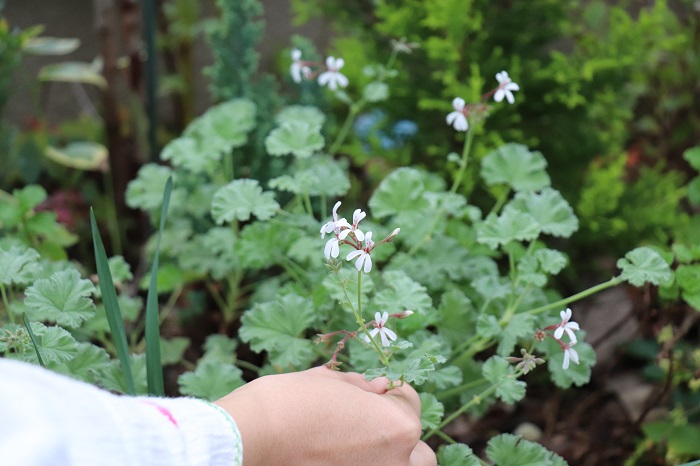 植物を描いてみよう 小野寺葉月さんの植物画ワークショップをレポート Lovegreen ラブグリーン