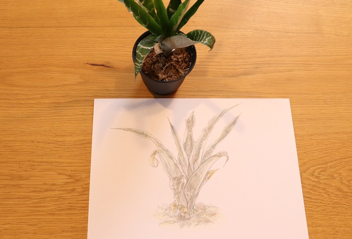 植物を描いてみよう 小野寺葉月さんの植物画ワークショップをレポート Lovegreen ラブグリーン