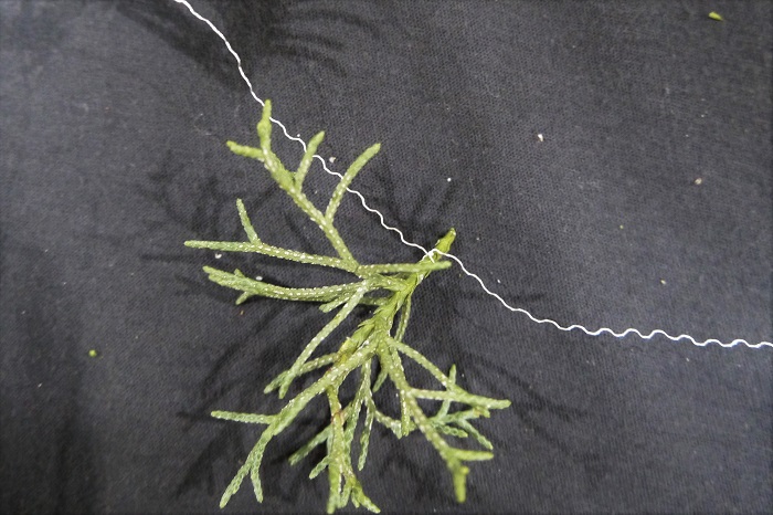 葉を3㎝くらいの長さにカットし、茎の根元にワイヤーをくるりと巻き付けます。巻き付けたところをきゅっきゅっと2回くらい捻って固定します。