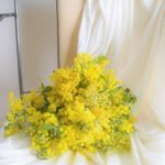 春の香り、ミモザの花の季節！育て方、生け方、アカシアとの違いまで