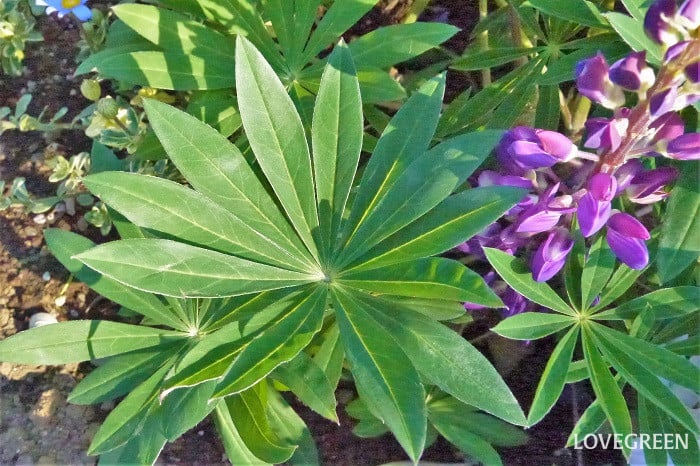 ルピナスは葉も可愛い ルピナスは葉の形が印象的で、地植えにするとそれだけでオーナメントプランツとして存在感を発揮します。