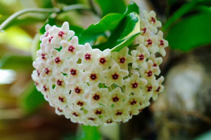 花や実に特徴のあるガガイモ科の植物とは ガガイモ科の魅力をご紹介 Lovegreen ラブグリーン
