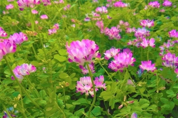 学名のAstragalus sinicusのsinicusは、ラテン語で中国を指す言葉です。この学名から、蓮華（れんげ）は中国原産の植物だということがわかります。  蓮華（れんげ）は、その花姿が蓮の花を連想させるとされ、この名前が付きました。これは日本名で、中国では蓮華（れんげ）とは呼びません。  本によっては「ゲンゲ、ゲンゲソウ」が正式和名とされていますが、「レンゲ、レンゲソウ」という発音で間違いではありません。「レンゲ」という呼び名の方が馴染みがあって親しみやすく感じます。