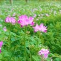 春を知らせてくれる可愛らしい蓮華(れんげ)の花をご存知ですか?一面ピンク色に染まった蓮華(れんげ)畑を見たことがありますか? 蓮華(れんげ)の花が咲く季節、花言葉、名前の由来、自宅での咲かせ方まで。蓮華(れんげ)の花について詳しくご紹介します。