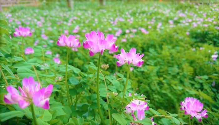 蓮華 れんげ の花の咲く季節 名前の由来や花言葉 蜂蜜まで Lovegreen ラブグリーン