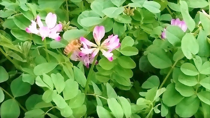 蓮華 れんげ の花の咲く季節 名前の由来や花言葉 蜂蜜まで Lovegreen ラブグリーン