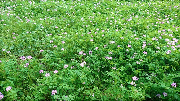 蓮華（れんげ）の花は春に咲きます。桜の花が終わって暖かさも増し、藤の花が咲き始めた頃が蓮華（れんげ）の花が咲く季節です。近頃は温暖化の影響か、年々植物の開花時期が早まっているので何月と特定しづらいのですが、東京近郊では4月中旬から下旬くらいです。  蓮華（れんげ）の花の季節には郊外まで蓮華（れんげ）畑を探しに行きたくなります。一面ピンク色の蓮華（れんげ）畑は圧巻です。走って行ってダイブしたいような衝動に駆られます。ただ、遠くから見ると一面ピンクに見えた蓮華（れんげ）畑は、近づくと疎らな（まばらな）ピンク色の絨毯になってしまって、寂しくなるが常です。隣の芝生が青く見えるように、遠くの蓮華（れんげ）も濃く見えるようです。