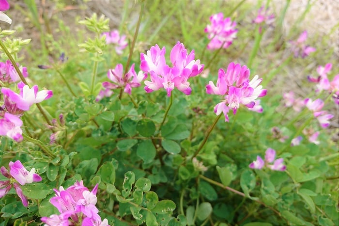 蓮華 れんげ の花の咲く季節 名前の由来や花言葉 蜂蜜まで Lovegreen ラブグリーン