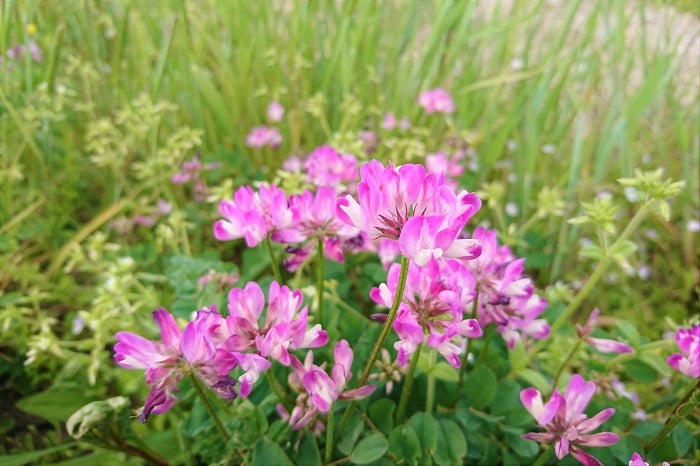 ■和名：レンゲソウ（蓮華草） ■学名：Astragalus sinicus ■科名：マメ科 ■分類：多年草 ■別名：紫雲英、ゲンゲ 蓮華（れんげ）は春になると、野原をピンクの絨毯に染め上げる可愛らしい草花です。その花は小さなマメの花の集合体で、複数の小花を放射状に広げるように咲かせます。  花の付け根は白く、花びらの先にいくに従ってピンクが濃くなっていきます。塗りつぶしたようなピンク単色ではない複雑さも蓮華（れんげ）の花の魅力です。