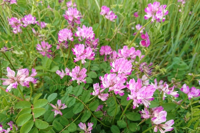 蓮華（れんげ）とは？花の咲く季節、名前の由来や花言葉、蜂蜜まで ...