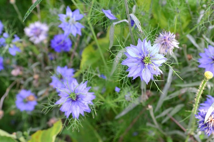 春の青い花 おすすめ草花12選 Lovegreen ラブグリーン