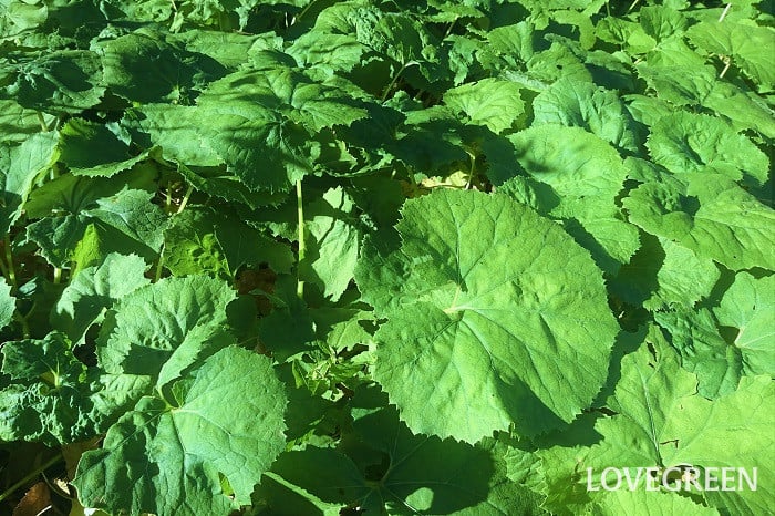 ふき 蕗 とつわぶき 石蕗 の見分け方 ふきのとうって 食べ方は Lovegreen ラブグリーン