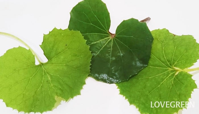 ふき 蕗 とつわぶき 石蕗 の見分け方 ふきのとうって 食べ方は Lovegreen ラブグリーン