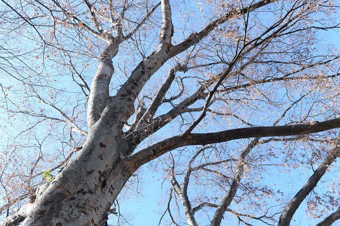 落葉した枝の間から見える青空が最高に美しく、樺澤さんはこの季節の景色が大好きだそうです。