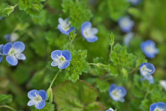 かわいい青い花 オオイヌノフグリ 名前の由来や花言葉 育て方をご紹介 Lovegreen ラブグリーン