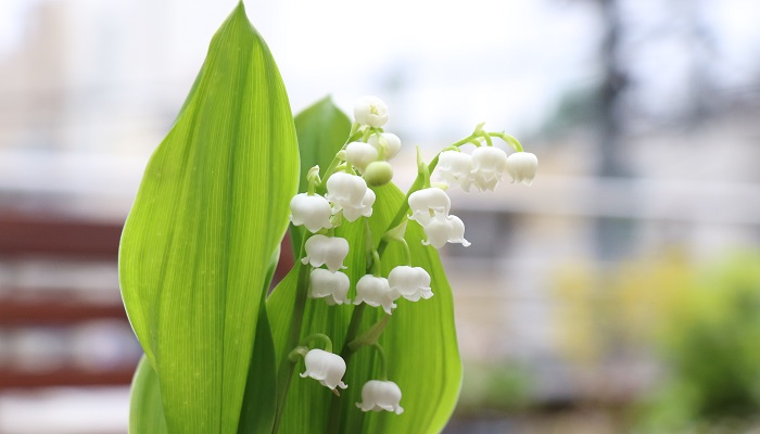 春に咲く白い花15選 人気のスズランなど15種類の育て方と花言葉 Lovegreen ラブグリーン