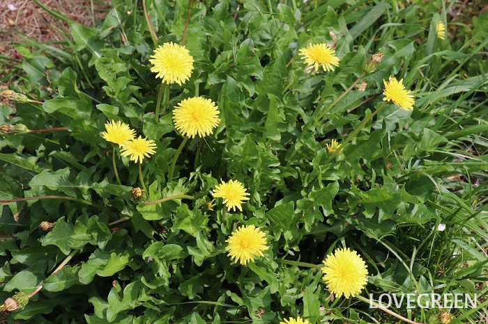 タンポポ タンポポ