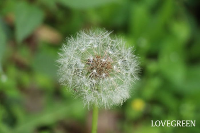 タンポポ タンポポ