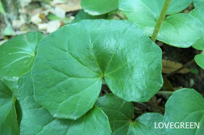 ふきとツワブキの違いと見分け方|食べ方やふきのとうについても解説 | LOVEGREEN(ラブグリーン)
