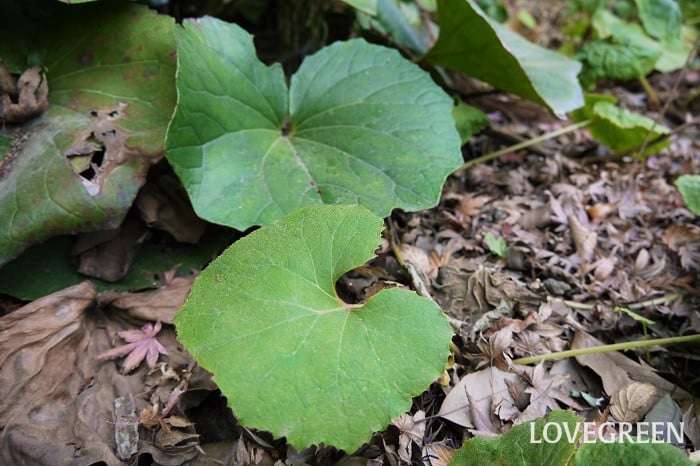 ふき 蕗 とつわぶき 石蕗 の見分け方 ふきのとうって 食べ方は Lovegreen ラブグリーン