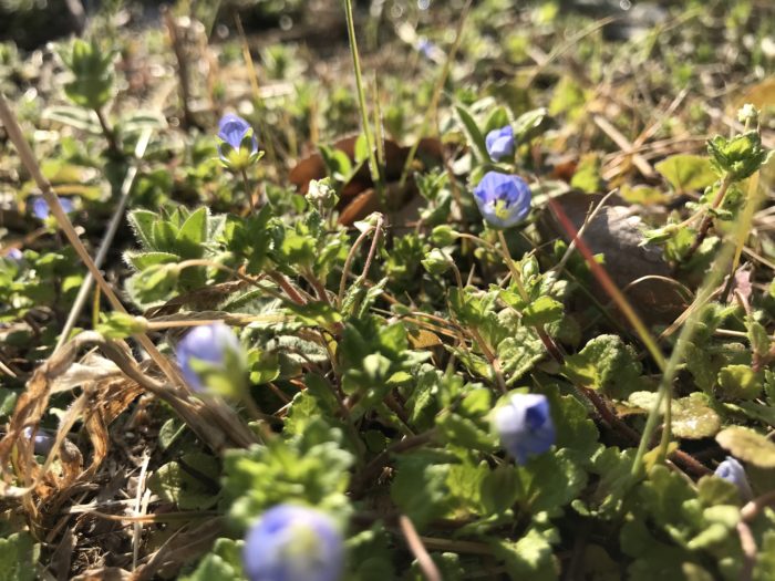 かわいい青い花 オオイヌノフグリ 名前の由来や花言葉 育て方をご紹介 Lovegreen ラブグリーン