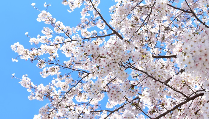 法則 度 桜 600 の 誰でもサクラの開花予想ができる「600度の法則」とは？