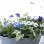 ネモフィラ、アネモネ、スカビオサなどのブルー系の花苗はとても人気があります。今回はそんなブルー系の花苗を使った爽やかな寄せ植えの作り方を紹介します。ブルー系の花苗と相性抜群の花苗の紹介はもちろん、植え付ける時の苗のくずし方やリーフ類を株分けして植える方法もレクチャーします。