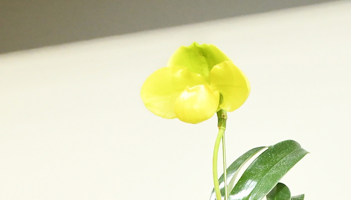 日本大賞の桜井一さん（71)の作品、パフィオペディラム（*1)　エメラルドゲート(*2)　グリーングローブ(*3)  見事に大きく咲いた花弁とエメラルドグリーンから鮮やかな黄色に変化するグラデーションが見事です。  (*1)パフィオペディラム この花の属名、交配に使われたのは、すべてパフィオペディラム属の花なので、この花もパフィオペディラム属になります。  (*2)エメラルドゲート 交配名。特定の花と花の交配の組み合わせにつけられた名前。  (*3)‘グリーングローブ’ 個体名。「エメラルドゲート」と名づけられた交配からは複数の種が取れますが、その中の個別の個体株にそれぞれつけられる名前。