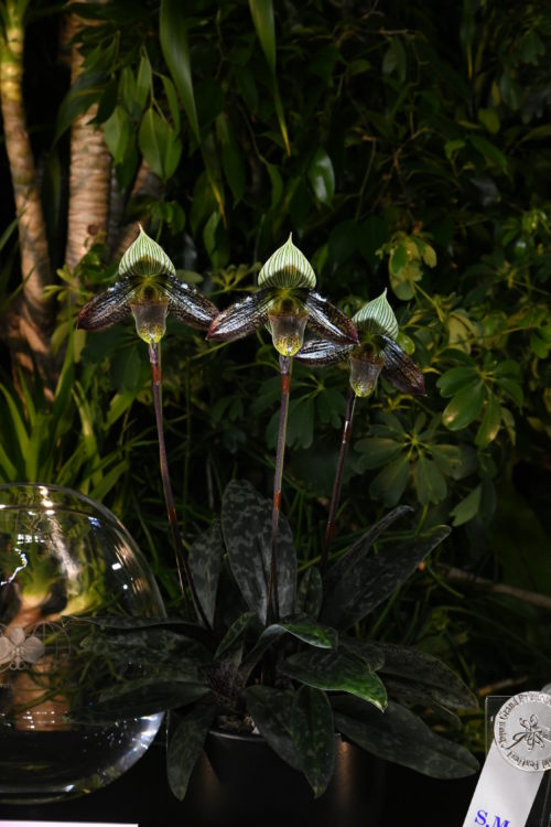 ‘グリーングローブ’はパフィオペディラムの様々な種類を交配して、意図した性質を持った整形花というカテゴリーに出品された花ですが、同じパフィオペディラムでも一つの原種のみから作られた花を競うカテゴリーもあります。原種のカテゴリーで賞を取ったのは、パフィオペディラム・ワーディー‘スーパークール’。端正に作り込まれた整形花に対し、こちらは濃い色合いでエキゾチックな魅力あふれるパフィオペディラムです。この個体はラン展の審査で奨励賞を得たほか、すぐれた原種の株に授与される、AOS（アメリカ蘭協会American Orchid Society）賞も受けています。ワーディーは中国南西部からミャンマー北部に自生するパフィオペディラム。‘スーパークール’は、ワーディーの特徴である縞模様が鮮やかで、花弁の色も濃く、美しい個体。まだまだ小株が増えそうな大きな株に育てられ、しっかりとした花が3輪も開花。ワーディー同士を交配して優れた個体を選抜し、すばらしい花を咲かせた栽培技術が高い評価を得ました。咲かせたのは中藤洋ラン園の中藤保孝さん。パフィオペディラムをはじめとする多彩なランの栽培の名手の、見事な一株でした。