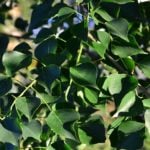 早期予約2025.。ナンキンハゼの実。ナンキンハゼ。弾け始めました 824e435dfb379896094f2cd5157add