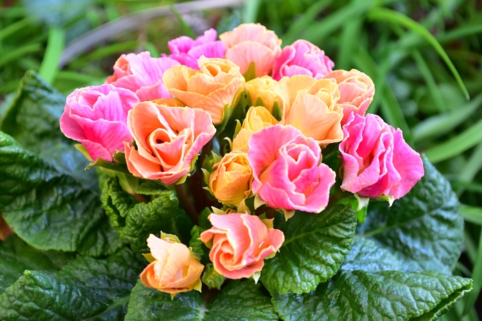 プリムラ・ジュリアン  普通のプリムラは平べったい花の形ですが、最近はバラ咲きと呼ばれる咲き方のプリムラ・ジュリアンもあります。一株の中でも違った色の花が咲く面白さもあります。