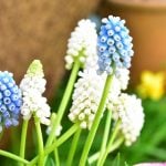 ムスカリとは？ 種類や育て方、飾り方や楽しみ方