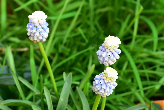 ムスカリ・マウンテンレディー  白と淡いブルーの2色咲き。普通の形とは少し違って、頂点の部分が白い帽子をかぶっているみたいなムスカリ。