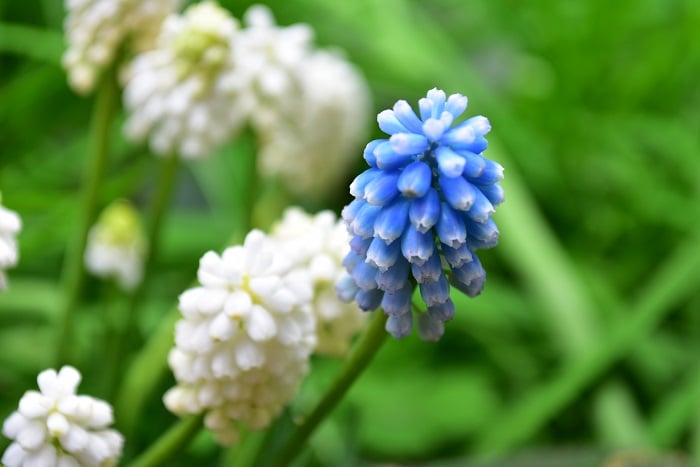 ムスカリは3～5月中旬に花を咲かせます。花が咲き終わると種ができはじめます。種ができる前に花をカットすると、球根が生長する方に栄養が回り、充実した球根に生長します。終わった花茎は株元からカットしましょう。