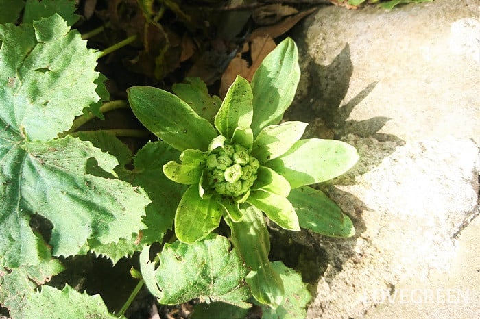 フキノトウ  フキノトウはこのフキ（蕗）の花の蕾（つぼみ）になります。フキ（蕗）は地下茎で広がる植物で、早春に地下茎から上がってきた蕾（つぼみ）がフキノトウの正体です。  フキノトウは寒さから身を守るように淡いグリーンの苞（ほう）にくるまっています。そこから気温の上昇とともにあっという間に苞（ほう）が開いて花が姿を見せます。食用にするのは苞（ほう）に包まれた蕾（つぼみ）の状態です。  フキ（蕗）の特徴 ・フキ（蕗）の葉は明るいグリーンで表面に産毛のような毛が生えています。  ・フキ（蕗）は宿根草ですので冬は地上部が無くなるか、少なくなります。  ・フキ（蕗）は春になると株元からフキノトウが出てきます。