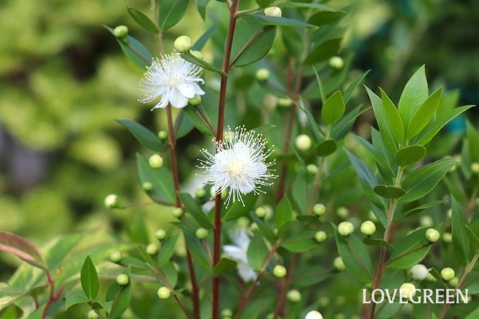 ギンバイカ マートル ギンバイカ マートル