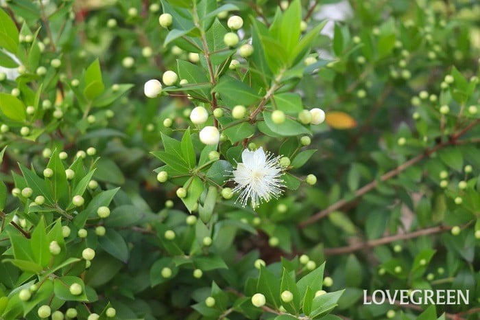 ギンバイカ マートル ギンバイカ マートル