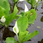 水芭蕉（ミズバショウ）の育て方・栽培方法 | LOVEGREEN(ラブグリーン)